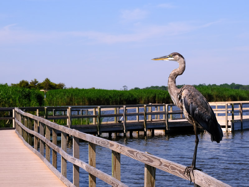 Virginia Beach Black Water Refuge Blue Heron on dock railing